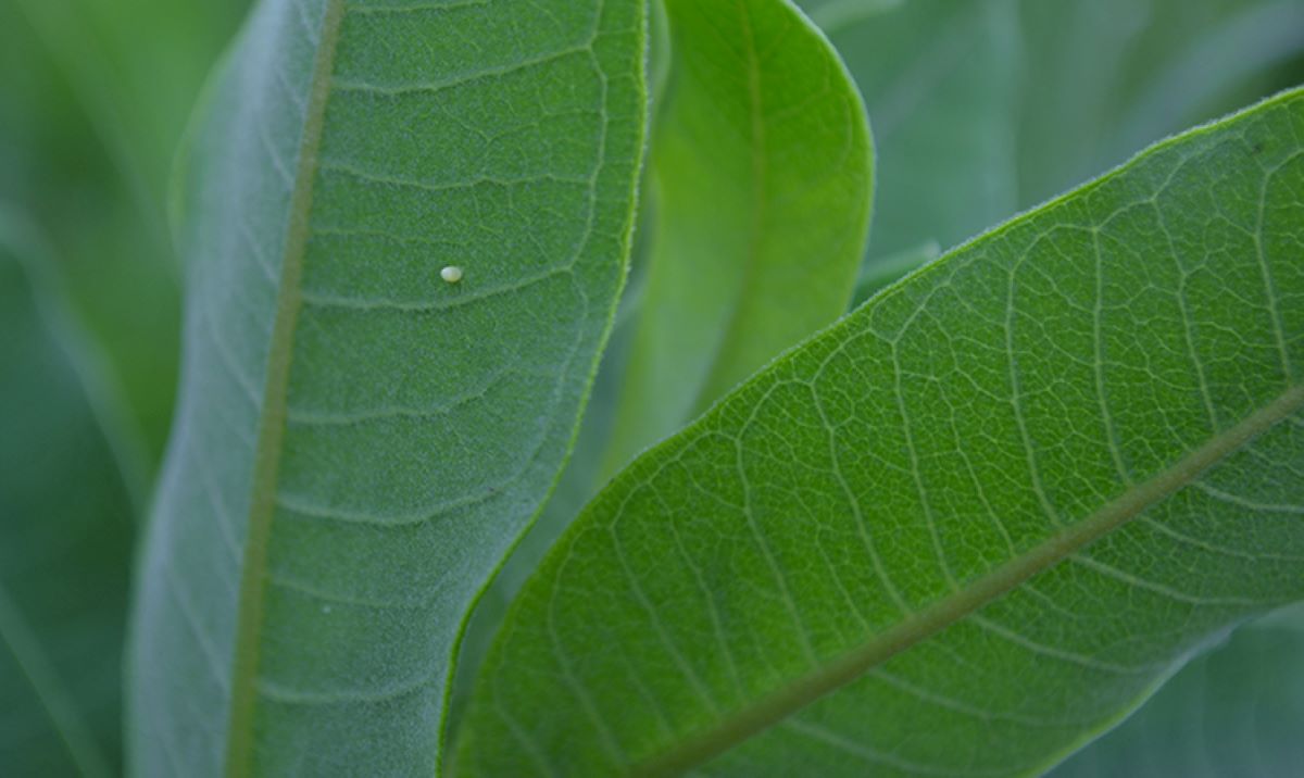 A monarch butterfly egg on a milkweed leaf FWS.gov